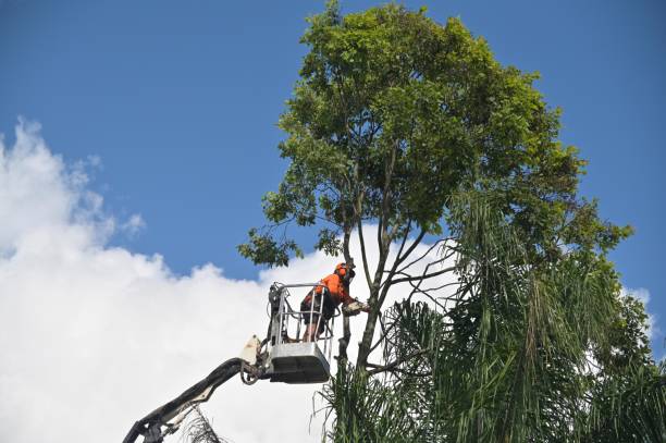 Best Tree Mulching  in Auburn, AL