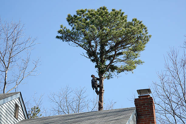 Best Tree Preservation Services  in Auburn, AL