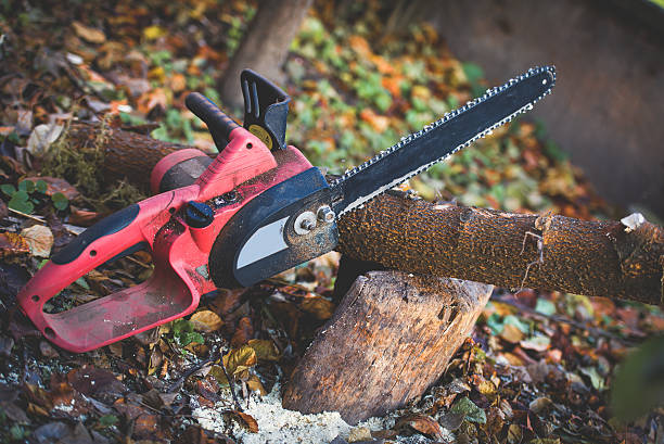 How Our Tree Care Process Works  in  Auburn, AL